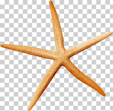 icono de estrella de mar, estrella de mar del océano, modelo, marrón, animales png