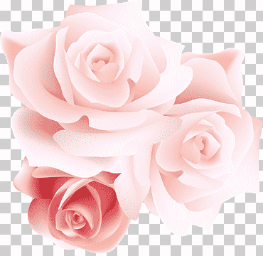 Ilustración de rosas blancas y rosadas, rosas de jardín rosas de centifolia playa rosa rosa, rosas estéreo rosas, arreglos florales, flor artificial, feliz cumpleaños vector imágenes png