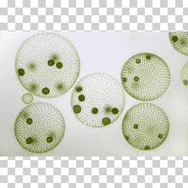 microscopio de algas globo colonia de algas verdes, microscopio, técnica, célula, microscopio png