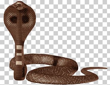 Snake Python Computer programming Linux, snake, animals, computer Program, scaled Reptile png
