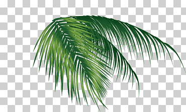 hojas de cocotero verde, hoja de coco, plátano, hojas de banana, hierba, palmera png