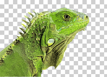 iguana verde reptil lagarto camaleones serpiente, lagarto s, animales, mascota, reptil a escala png