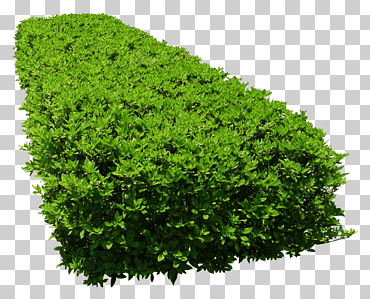 planta de hoja verde, árbol de jardín de flores, arbustos, hierba, flor, jardín png