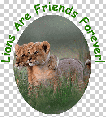 león animal gato Überleben: wenn tiere heranwachsen vida silvestre, león, mamífero, gato como mamífero, animales png