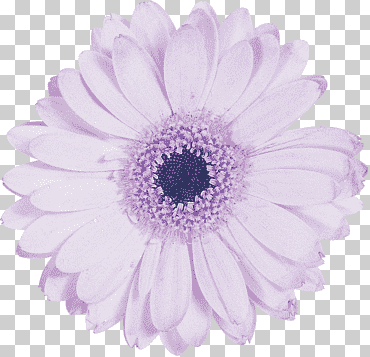 flores de corte petalo morado, gerbera, azul, Violeta, flor png