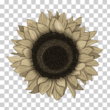 girasol común, flor, azul, girasol, semilla de girasol png