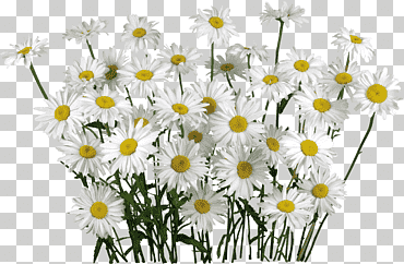 flor de manzanilla, vainilla, blanco, hierba, Fondo de escritorio png