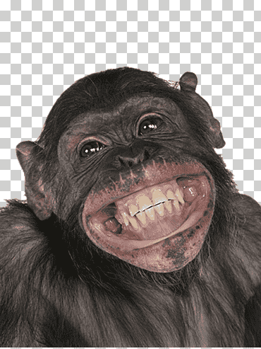 chimpancé mono homo sapiens información mono, negro viejo orangután, amor, mamífero, Inglés png