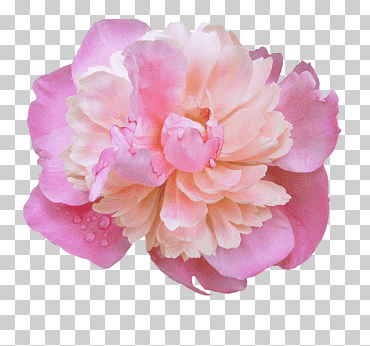 rosa flores rosa, peonía s, flor, magenta, las flores png