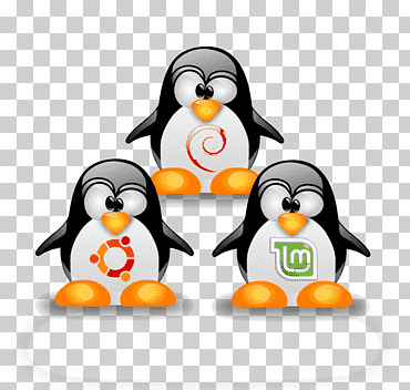 Linux kernel ubuntu sistemas operativos linux distribution, linux, computadora, logo, pájaro png
