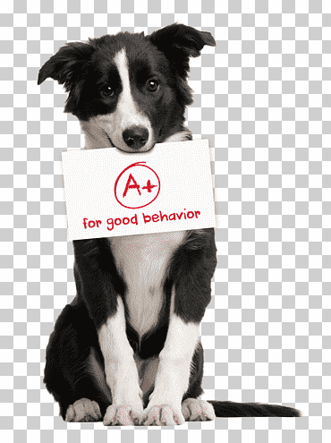 Border collie mascota sentado cachorro pastor alemán gato, el cartel del perro, animales, mascota, perro como mamífero png