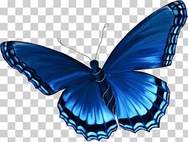 mariposas insectos y polillas luz libro para colorear aglais io, mariposa, azul, niño, mariposa patas de pincel png