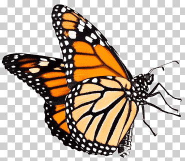 Ilustración de mariposa monarca, el lugar de mariposa mariposa monarca, mariposa, mariposa patas de pincel, simetría, insectos png