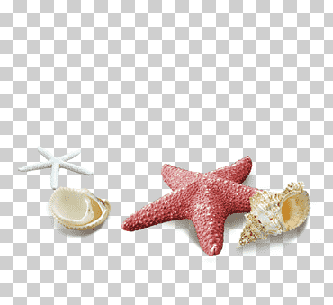 Estrella roja y blanca, archivo de computadora de concha, patrón de decoración de concha de estrella de mar simple roja, playa, animales, sencillo png