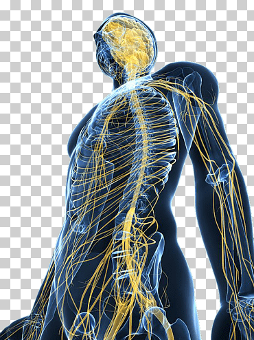Una revisión del sistema nervioso del cuerpo humano., sistema nervioso, nervio, organización humana png