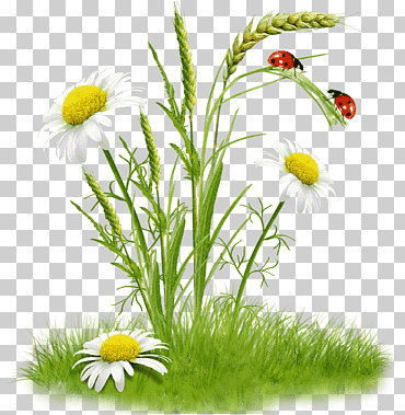 ramo de flores, manzanilla, tallo de la planta, hierba, ilustrador png