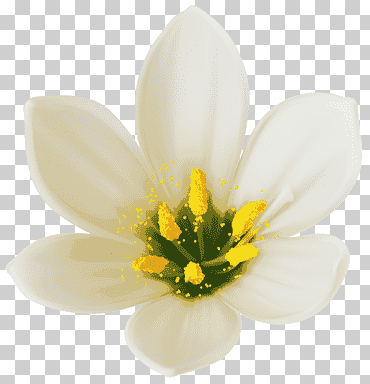 باقة الزهرة بيضاء ، زهرة بيضاء ، زنبق المطر الأبيض في الصورة عن قرب, أبيض, image تنسيقات الملفات, اللون png