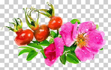 playa rosa rosa cadera flor semilla aceite, flor, alimentos naturales, arreglos florales, comida png