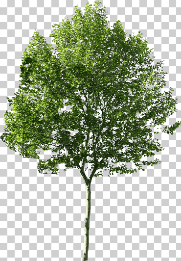 representación de los iconos de la computadora, árbol, rama, elementos de Adobe Photoshop, árbol png