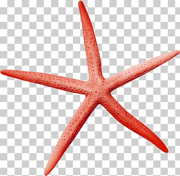 icono, estrella de mar del pentágono, modelo, animales, Oceano png