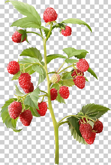 Vivero de cultivar de arbusto de frambuesa de frambuesa roja, frambuesa, alimentos naturales, Frutti di Bosco, comida png