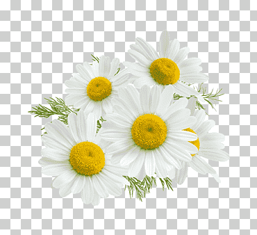 Flores blancas, manzanilla romana stock photography flor, manzanilla, fotografía, girasol, petróleo png