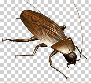 cucaracha insecto control de plagas mosquito, cucaracha, insectos, roach png, escarabajos png