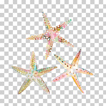 Tres estrellas de colores surtidos, acuarela, dibujo, ilustración de estrellas de mar, estrella de mar, pintado, animales, mano png