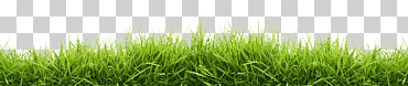césped, césped, prado, verde png
