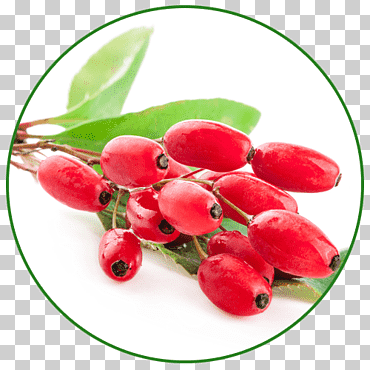 Sabor a arándano. Hierba crataegus laevigata., alimentos naturales, Frutti di Bosco, suplemento dietético png