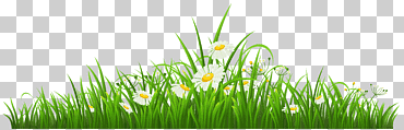 Manzanilla, hierba con manzanilla, ilustración de flores de Margarita blanca, presentación, fondo de pantalla de la computadora, hierba png