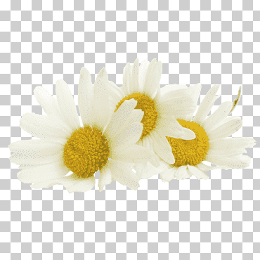Te romana extracto de manzanilla aceite de te, te, té, petróleo, flor png