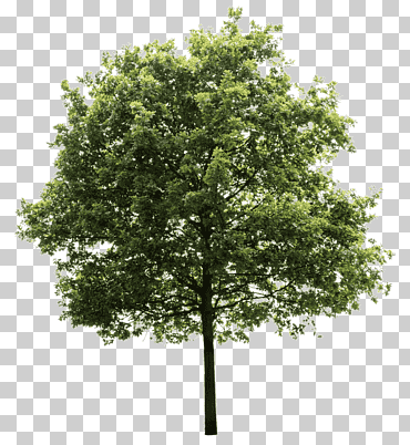 árbol verde, quercus suber tree, árboles, rama, Fondo de escritorio, bosque png