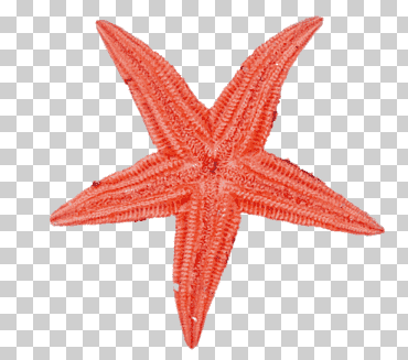 Luz de linterna de papel Estrella de linterna de papel, estrella de mar roja, vaso, azul, comida png