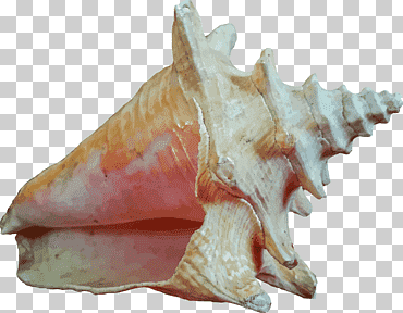 concha de mar invertebrada, concha de mar, animales, conchología, mar png
