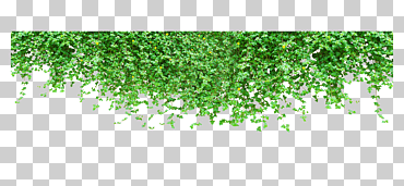 planta de pared de tigre escalada verde, plantas verdes, imagen png, dejar el material png