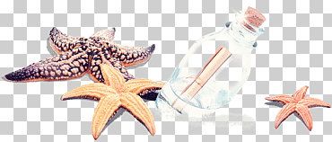 Dibujo de estrellas de mar, pintada a mano creativa de mar, pintura de acuarela, animales, mano png
