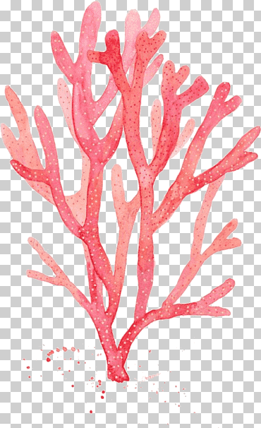pintura de acuarela de coral rojo dibujo algas, pintura, pintura de acuarela, rama, tallo de la planta png