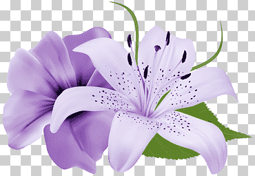 Flor lavanda morada, marco fucsia., pintura de acuarela, Violeta, color png