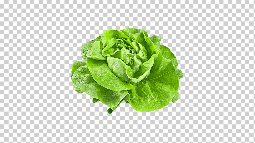 Lechuga Mantecosa Lechuga Iceberg Ensalada De Lechuga Verdura