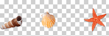 concha playa caracol de mar caracol, concha concha, mano, naranja, Playa de arena png