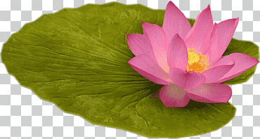 Nelumbo nucifera internet, lilly pad, hoja, loto sagrado, flor png