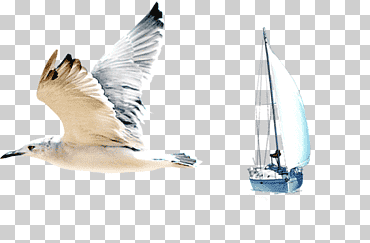 Gaviotas Pájaro Gaviota común, gaviotas y elementos de vela., paisaje, fauna, vector de elementos png
