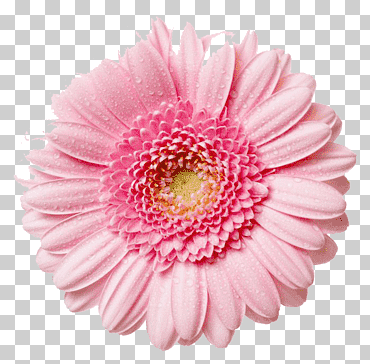 Flor rosa gerbera, rosa flores rosa, gerbera, arreglos florales, flor, magenta png