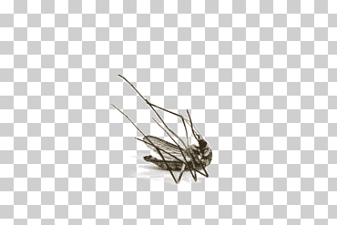 mosca insecto el mosquito polinizador muerto, mosca, insectos, cobra, artrópodo png