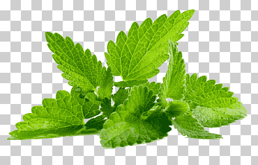 Menta spicata pachuli sabor menta, menta, hojas verdes, comida, hoja, herbario png