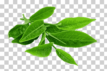 Hojas verdes, ceremonia de té japonés matcha del té verde, hojas de té verde de material de té negro, hojas de acuarela, hoja, té png