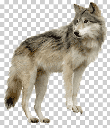 lobo gris, lobo mirando de lado, animales, Lobos, gris png