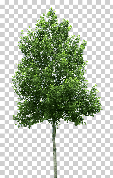 abedules árboles pequeños de hoja caduca, arbol, hoja, rama, plátanos png
