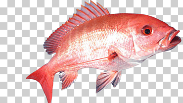 pargo rojo del norte pesca de tilapia, pescado, Mariscos, animales, naranja png
